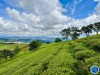 Cây xanh và thiên nhiên tác động đến tâm lý và sinh lý con người như thế nào?
